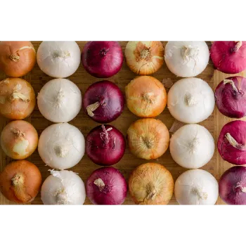 Onion (39)-6550790-43676.webp